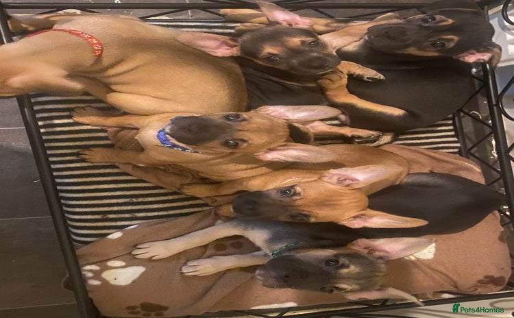 Mixed Breed dogs - Advert 1