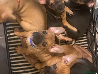 Mixed Breed dogs - Advert 15