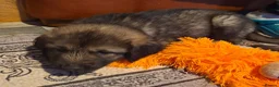 Caucasian Shepherd Dog dogs for sale: Caucasian Sheapard puppy's  in Bromsgrove - Advert 4