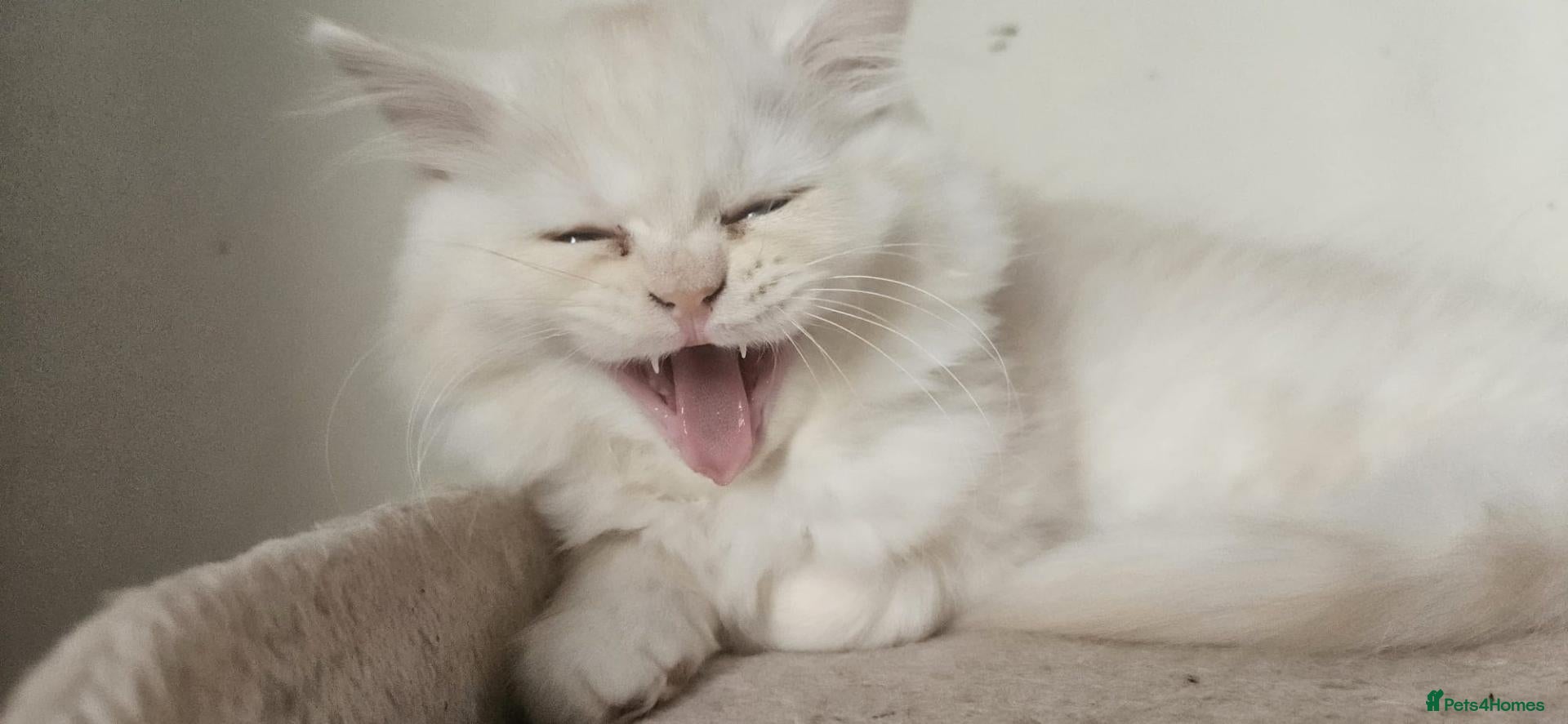 Persian cats Last persain  kittens 1 - Advert 1