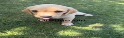 Cockerdor dogs for sale: 1 BEAUTIFUL COCKERDOR LEFT TO FIND FOREVER HOME - Advert 8