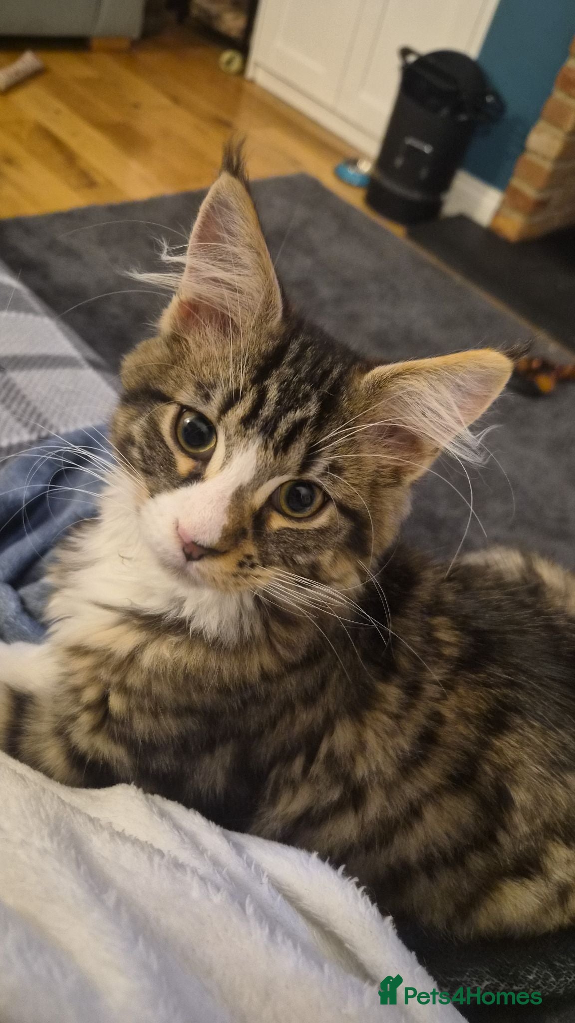 Maine Coon cats Gorgeous neutered 6 month old maine coon - Advert 1