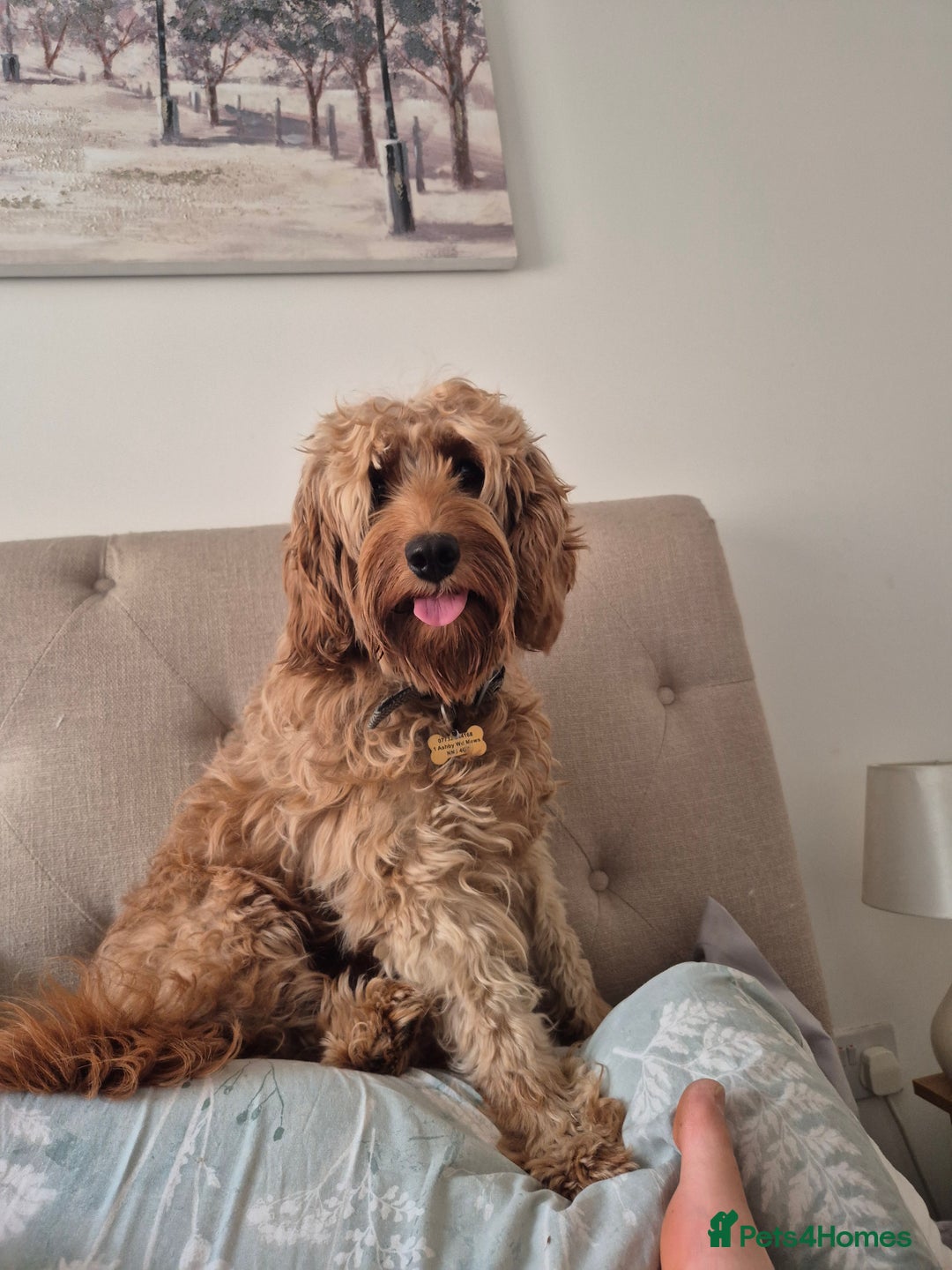 Cockapoo dogs for sale: Ted and Winnies cockapoo puppies - Image 36