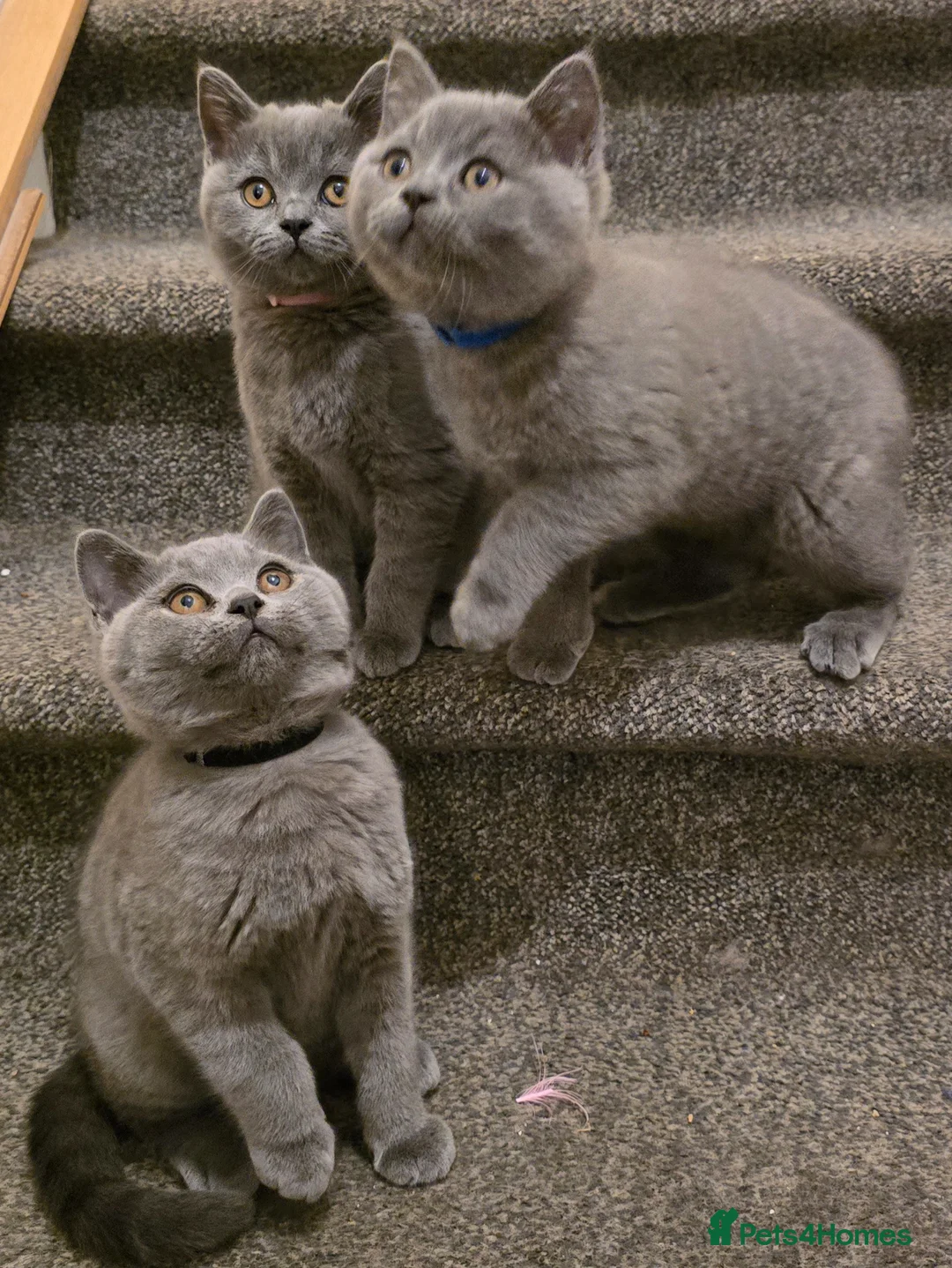 British Shorthair cats for sale: BritishShorthairsKittens for Sale  - Advert 11
