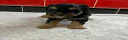 Miniature Schnauzer dogs for sale: 5* Licensed KC Small Miniature Schnauzer Litter  - Advert 3