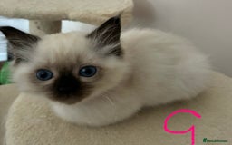 Ragdoll cats for sale: Pure Ragdoll Kittens *Ready for their new home* - Image 14