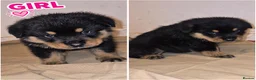 Mixed Breed dogs for sale: Rokita puppies  - Advert 1