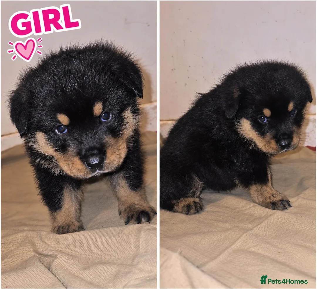 Mixed Breed dogs for sale: Rokita puppies  - Advert 1