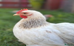 Chickens poultry for sale: Full set up including hens - Image 6