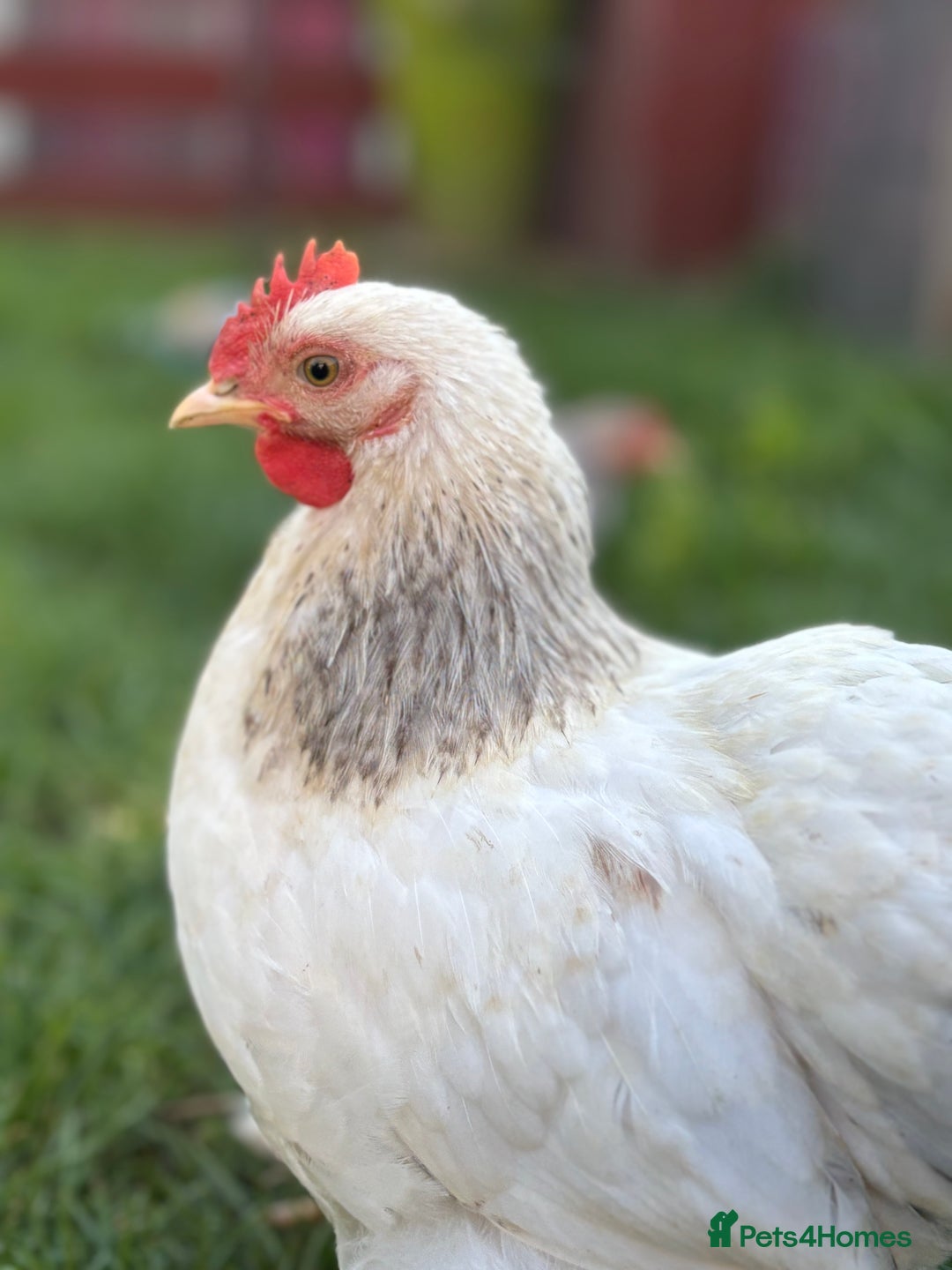 Chickens poultry for sale: Full set up including hens - Image 6