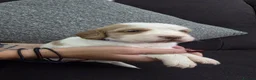 Sprocker dogs for sale: 4th gen Sprocker puppies  - Advert 5