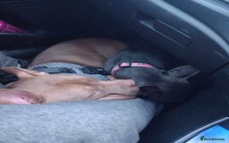 American Bully dogs for sale: princess for rehoming - Image 7