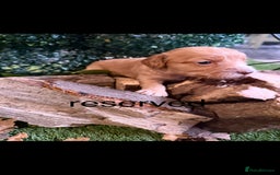 Cockapoo dogs for sale: F1 Cockapoo ( health tested parents) - Image 15