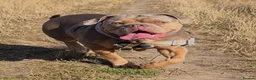 Mixed Breed dogs for sale: Old english bulldog mixed with bull mastiff  - Advert 11