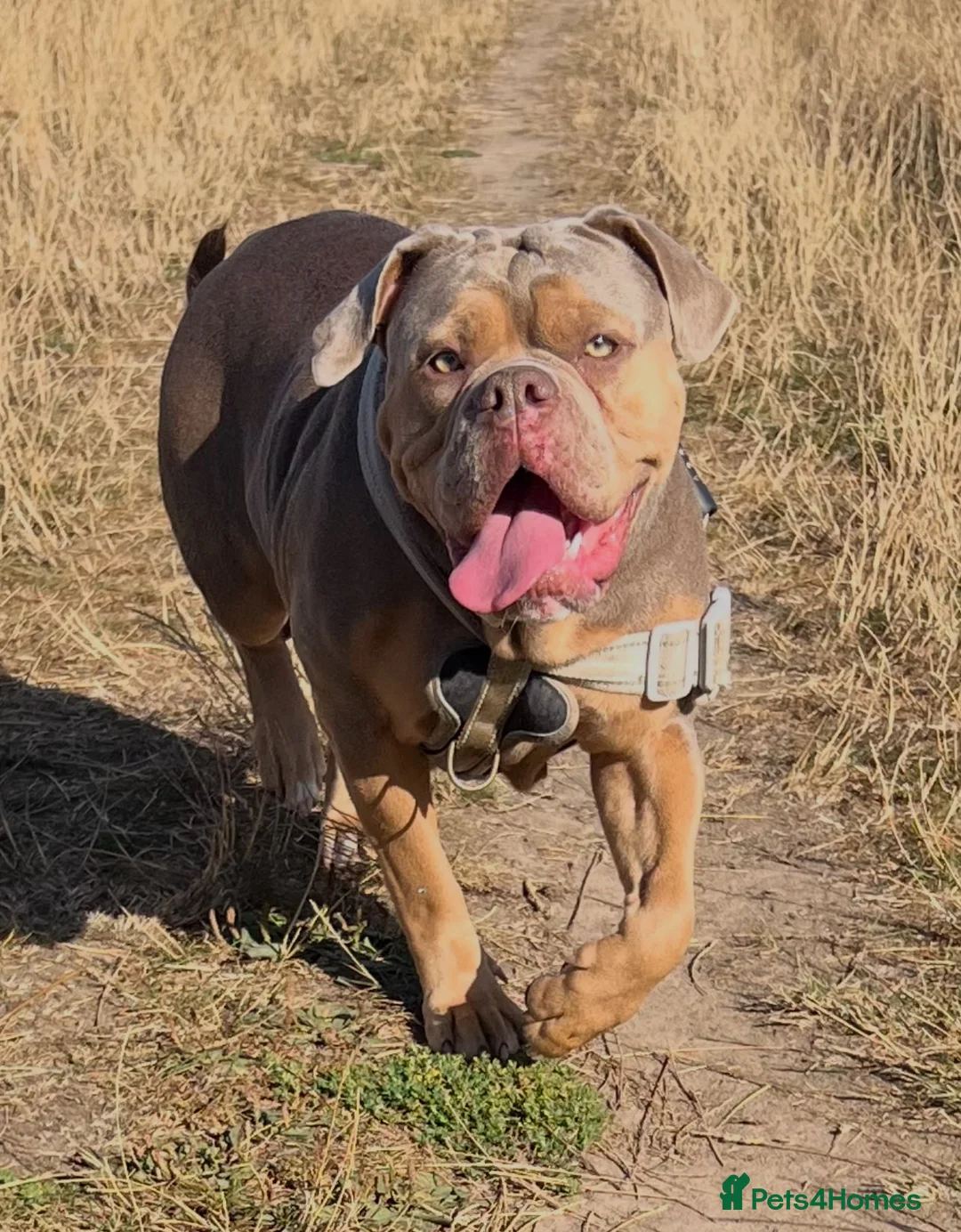 Mixed Breed dogs for sale: Old english bulldog mixed with bull mastiff  - Advert 11