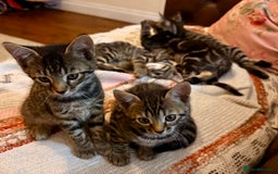 Bengal cats for sale: Bengal - Image 1
