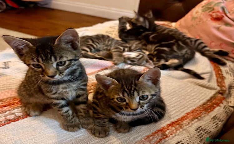 Bengal cats - Advert 6