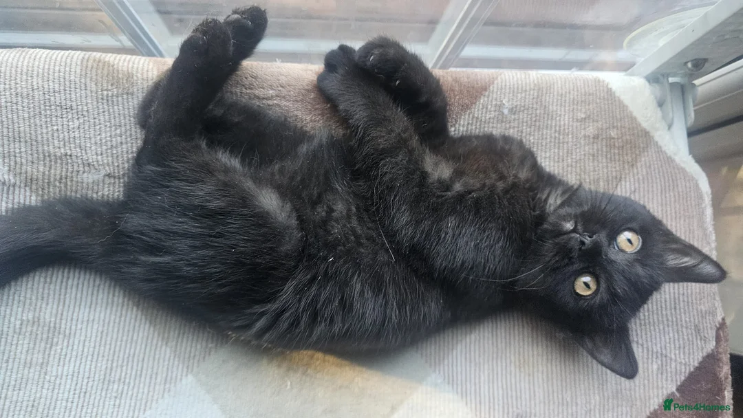 British Shorthair cats for sale: Gorgeous British Shorthair Kittens Ready Now! - Advert 25