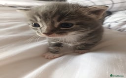 Mixed Breed cats for sale: Beautiful fluffy grey tabby kittens - Image 10