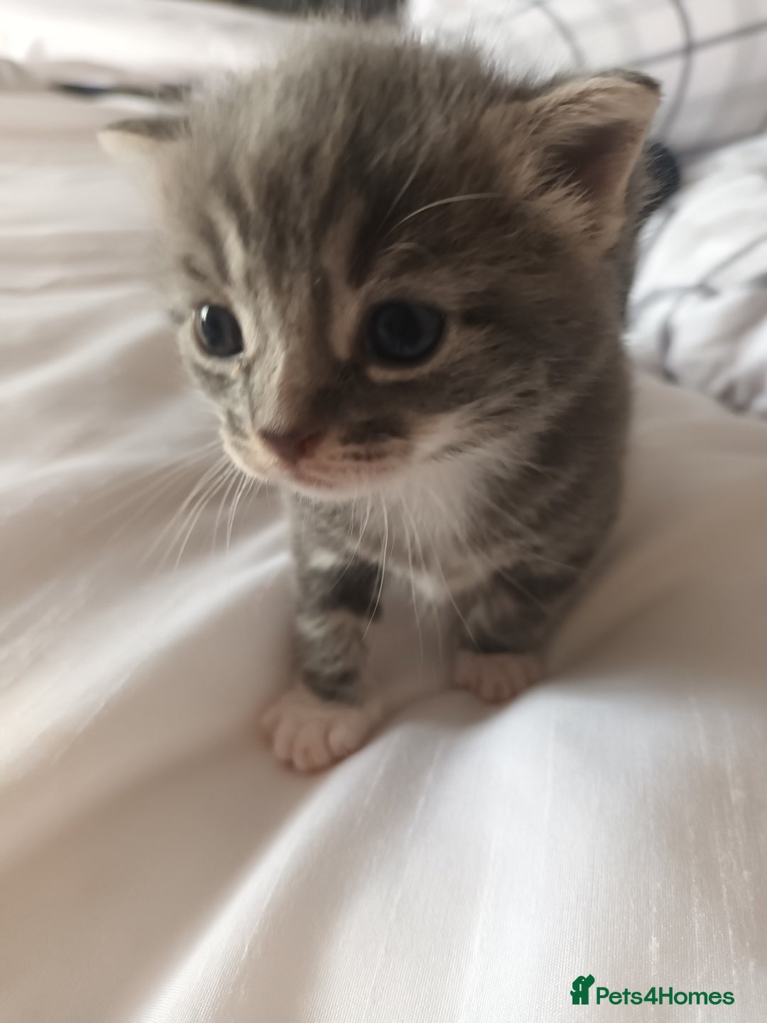 Mixed Breed cats for sale: Beautiful fluffy grey tabby kittens - Image 10