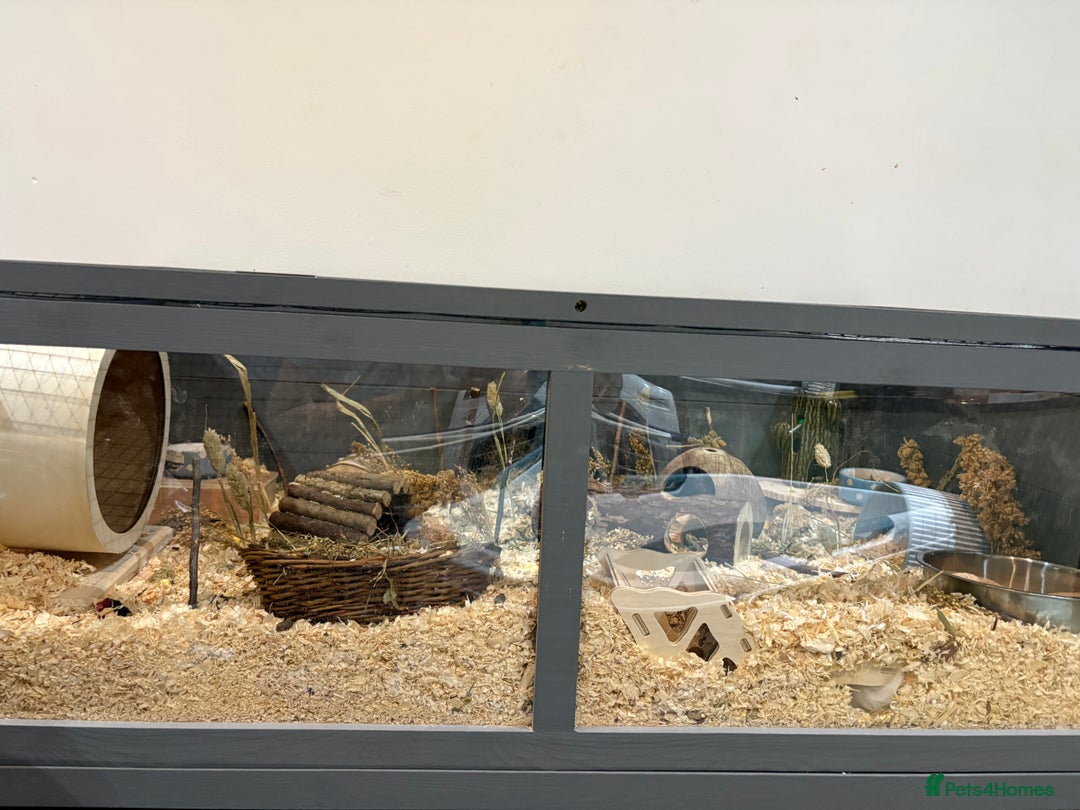 Hamster rodents for sale: Syrian Hamster - Advert 2