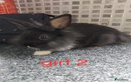 Lionhead rabbits for sale: 5 beautiful lionhead female babies - Image 7