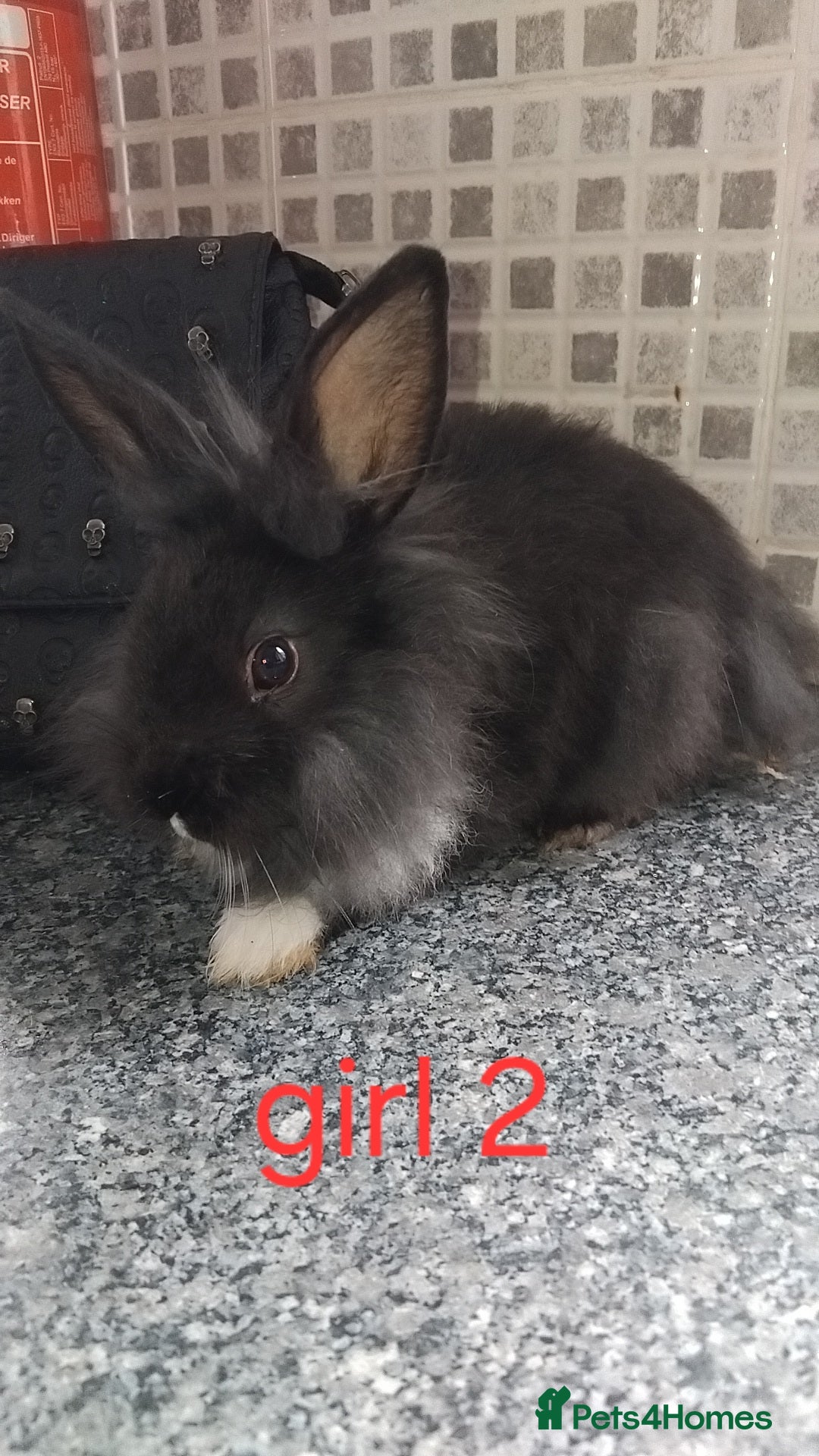 Lionhead rabbits for sale: 5 beautiful lionhead female babies - Image 7