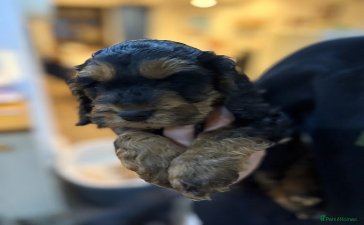 Cockapoo dogs - Advert 7