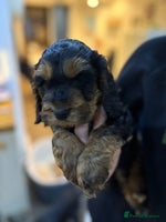 Cockapoo dogs - Advert 3