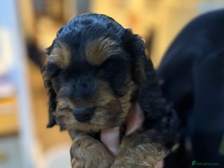 Cockapoo dogs - Advert 29