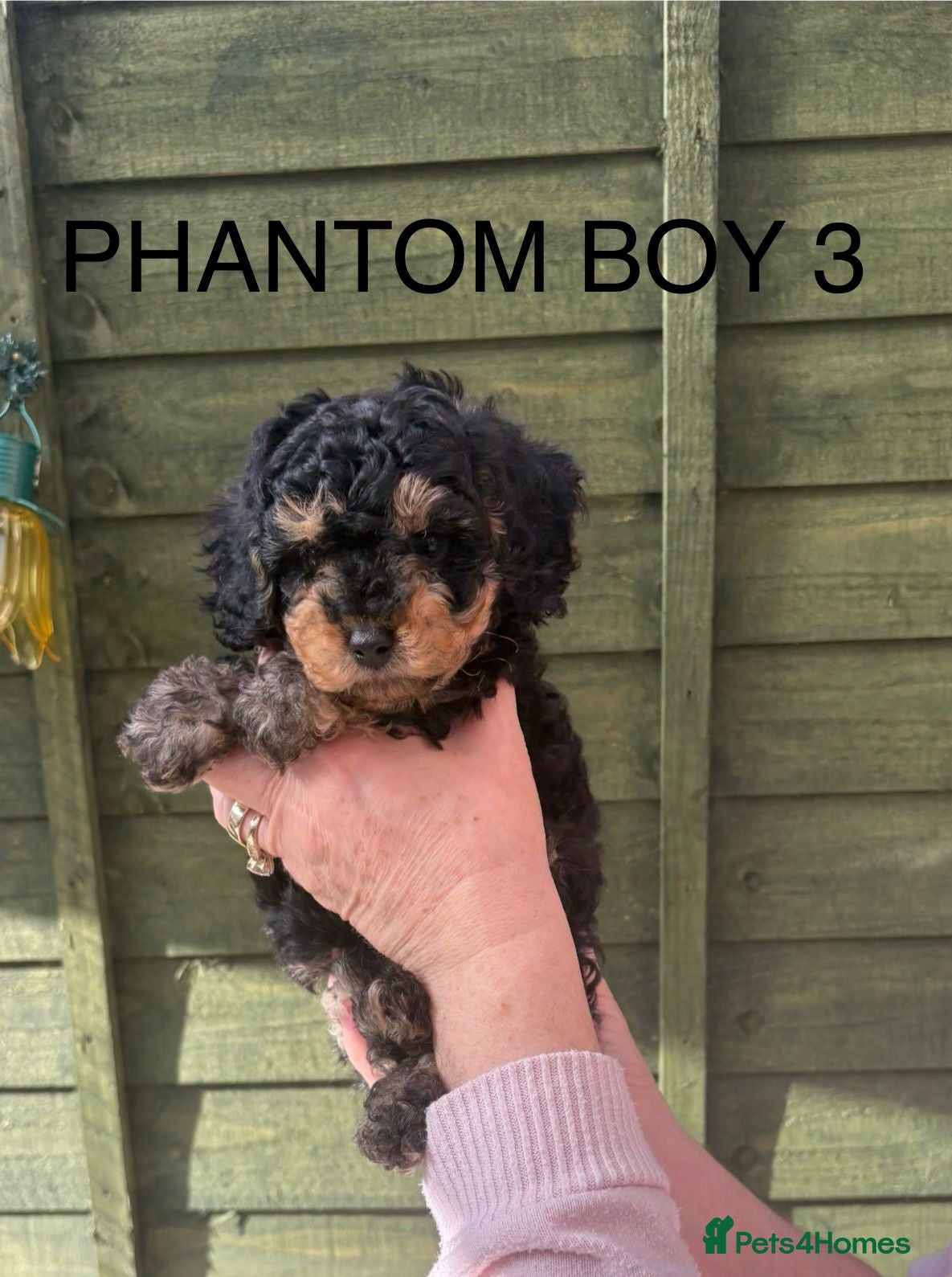 Cockapoo dogs Miniature Cockapoos - Advert 17