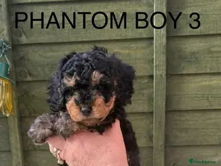 Cockapoo dogs Miniature Cockapoos - Advert 17