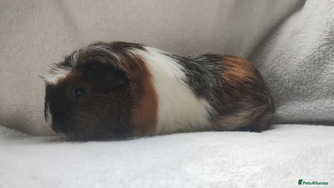 Guinea Pig rodents for sale: Mother and daughter guinea pig sows  - Advert 6