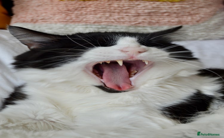 Domestic Shorthair cats - Advert 2