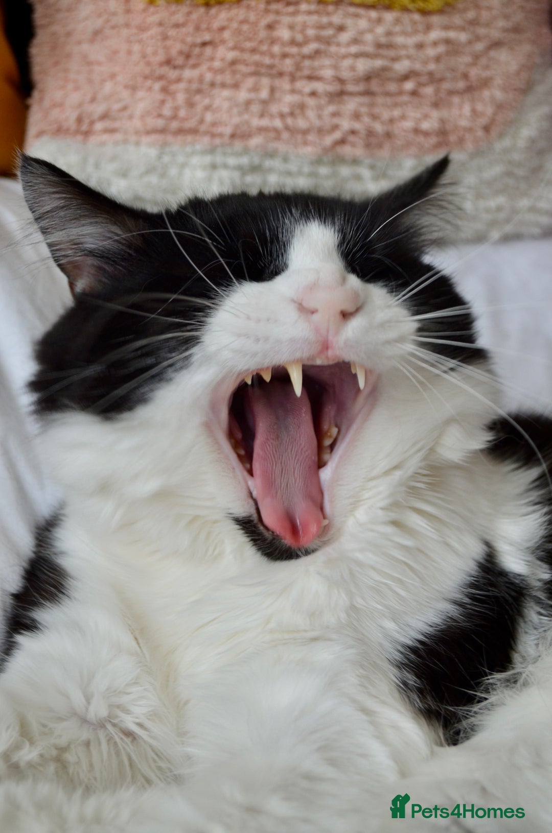 Domestic Shorthair cats for sale: Playful, three year old boy cat - Image 1