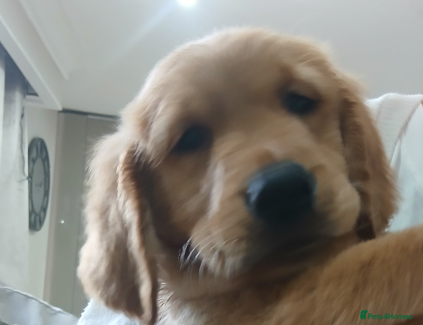 Golden Retriever dogs Ready  to leave GOLDEN RETRIEVERS.  - Advert 5