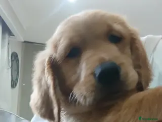 Golden Retriever dogs Ready to leave GOLDEN RETRIEVERS. - Advert 2