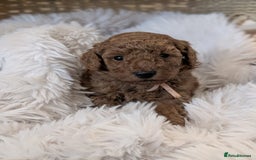 Australian Labradoodle dogs for sale: Minature Austrailian labradoodles - Image 7