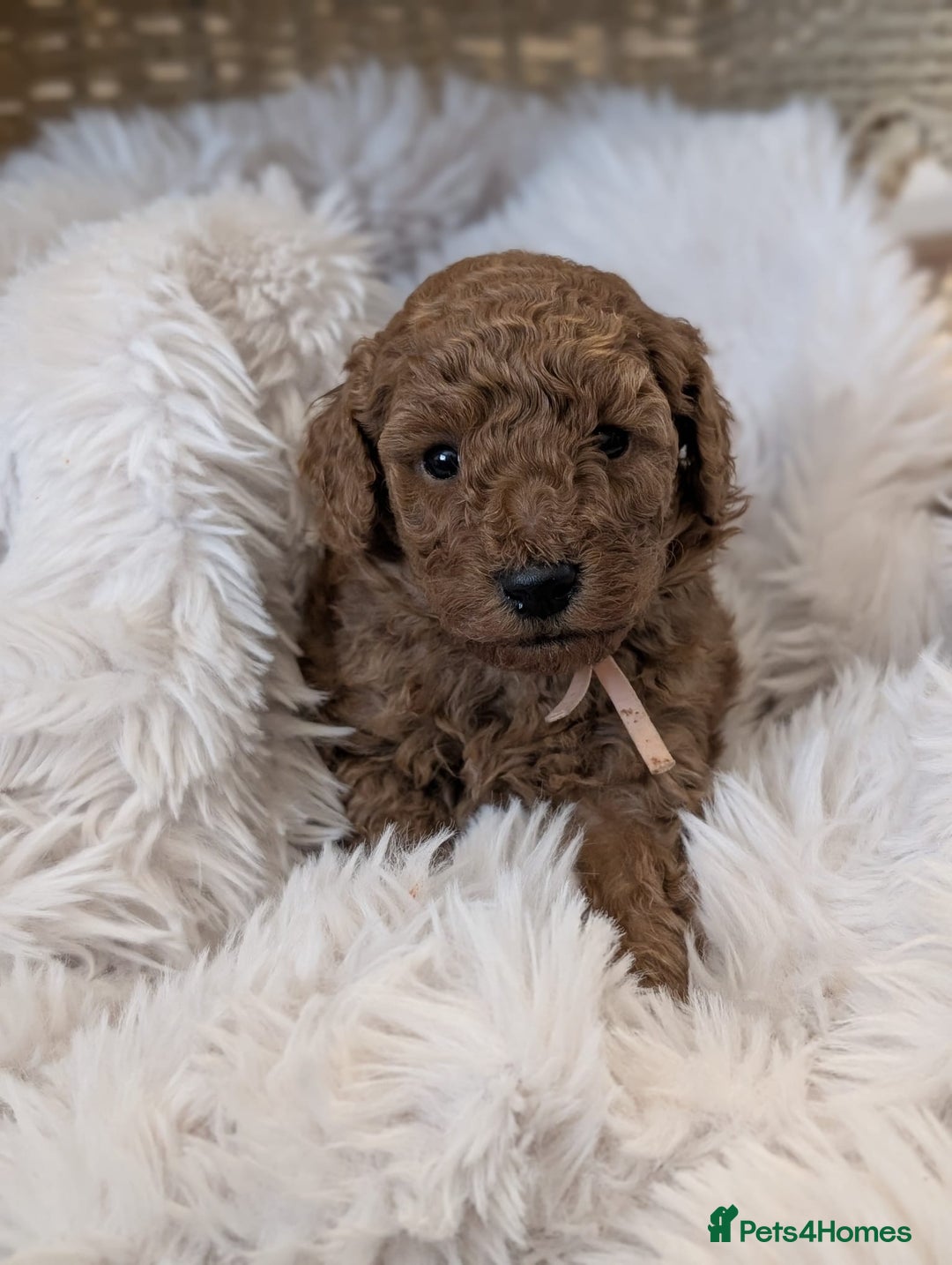 Australian Labradoodle dogs for sale: Minature Austrailian labradoodles - Image 7