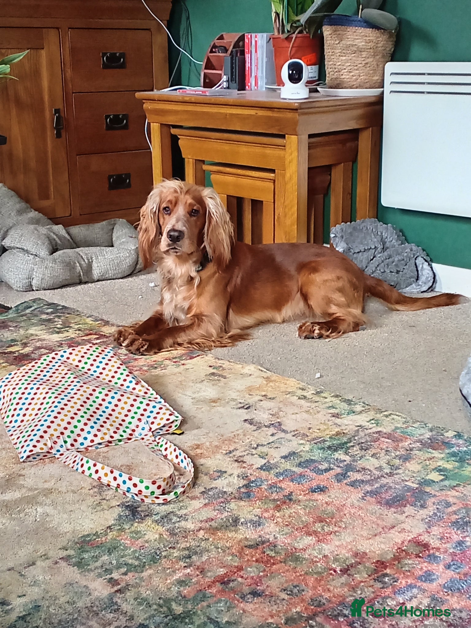Cocker Spaniel dogs Working Cocker Spaniel For Stud - Advert 1