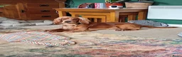 Cocker Spaniel dogs for stud: Working Cocker Spaniel For Stud - Advert 1
