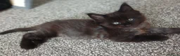 Maine Coon cats for sale: Pure breed Maine coon kittens in Liverpool - Advert 6