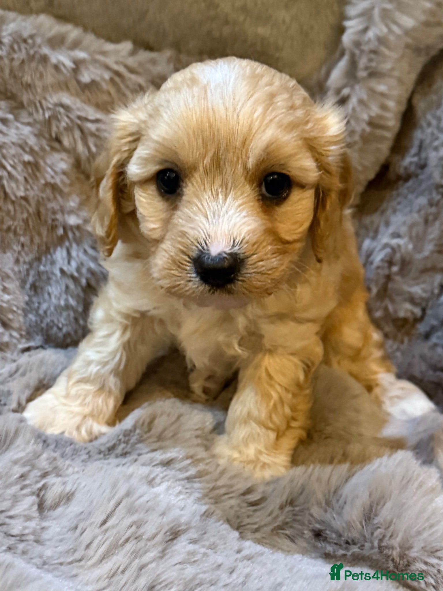 Cavachon dogs Gorgeous  Cavachon Boy  - Advert 2
