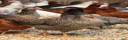 Chickens poultry for sale: Pol chickens for sale  in Coventry - Advert 3
