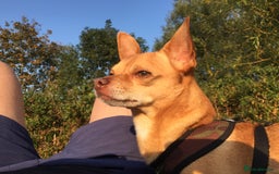 Chihuahua dogs for stud: Stunning male Chihuahua for stud in Ware - Image 2
