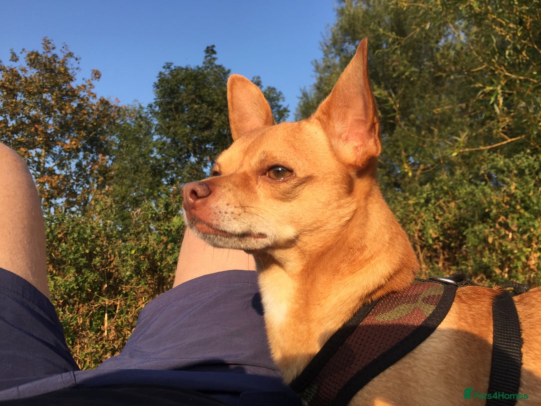 Chihuahua dogs for stud: Stunning male Chihuahua for stud in Ware - Image 2