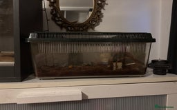 Snails invertebrates for sale: African land snails with enclosure  - Image 6