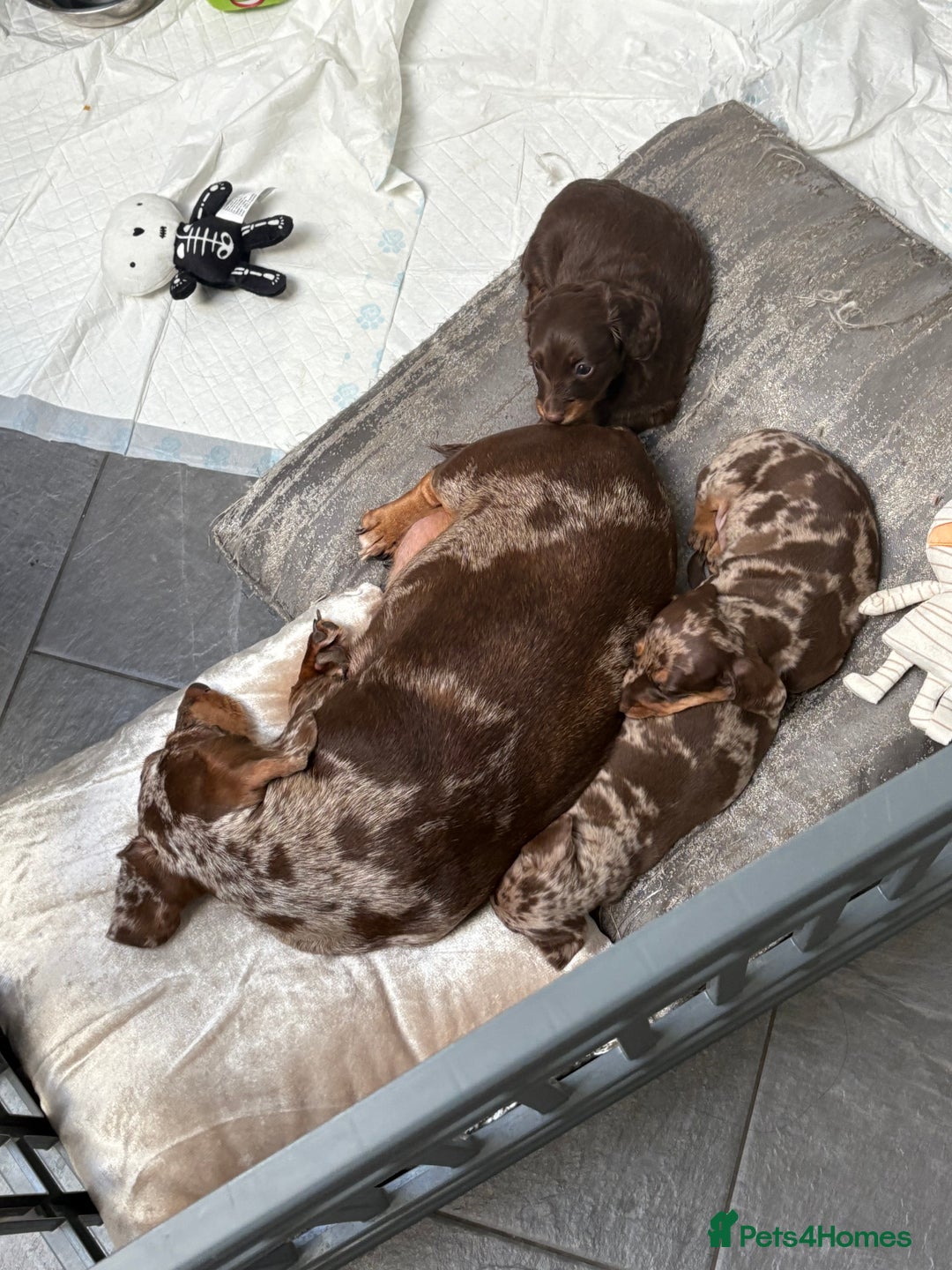 Miniature Dachshund dogs for sale: 🐾 Stunning Miniature Dachshunds For Sale 🐾 - Image 4