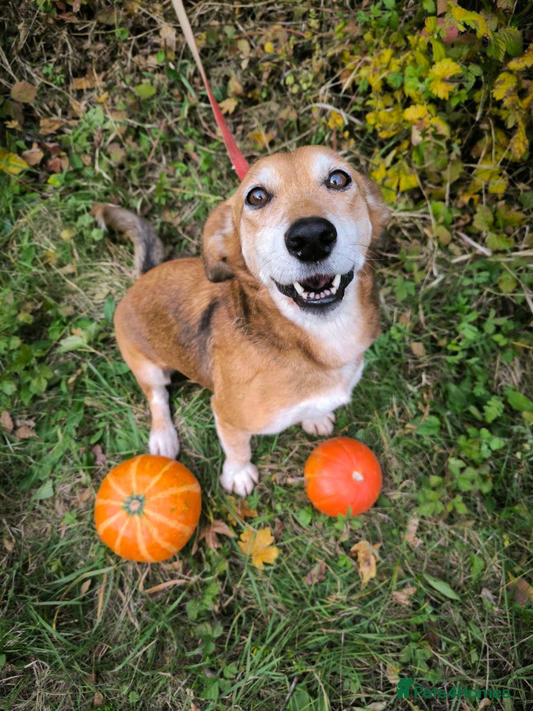 Mixed Breed dogs for adoption: 💖🐶 EVA 🐶💖 - Image 7