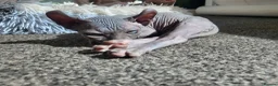 Sphynx cats for sale: Little sweet sphynx boys ready for new home 🐾 - Advert 20